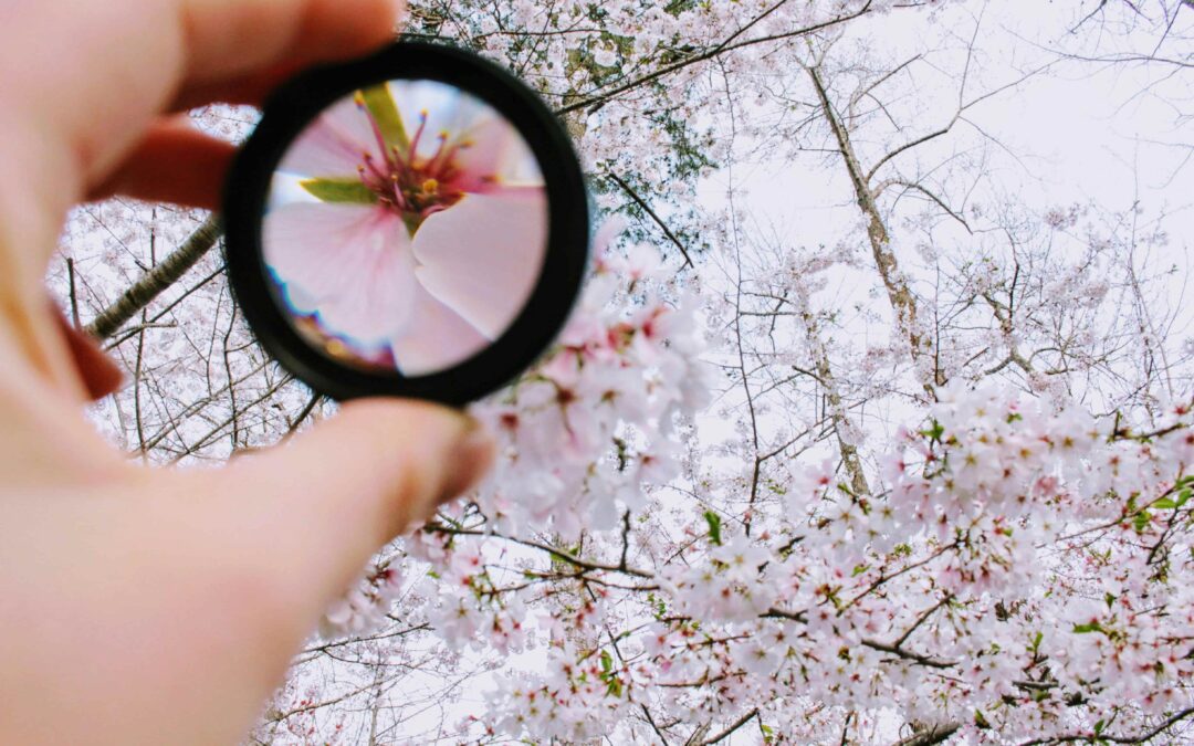 Close-up of a single cherry blossom through a magnifying lens, symbolizing the power of focusing on one service at a time — Dermaplaning Spotlight.